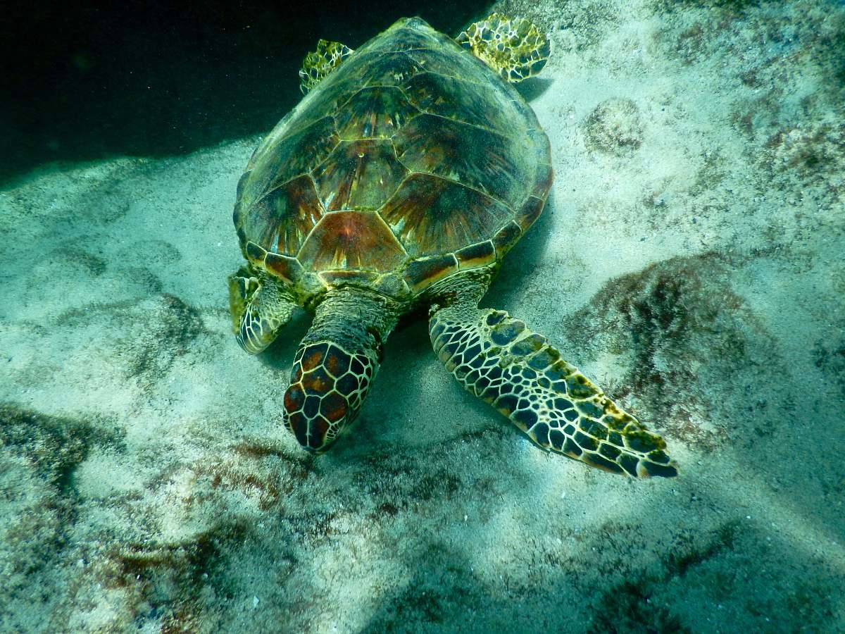 sea life brown and green turtle turtle